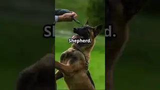 Belgian Malinois or Dutch Shepherd &ndash; The Ultimate K9 Showdown! 🐕🔥