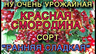 Красная смородина (Ribes rubrum). Саженцы в наличии.