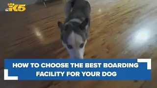 Washington animal rights attorney shares what to look for in a dog boarding facility