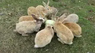 JAPANESE RABBIT ISLAND　大久野島のウサギ達 キャベツひと玉で大変な事に　Okunojima