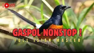🔴LIVE 96 - Murai Batu Auto Ngerespon - Cocok Untuk Masteran Harian Pagi, Siang & Malam