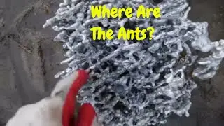 Cleaning Fire Ant Art