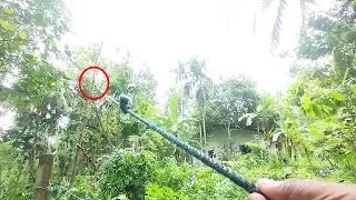 Tree Fallen Down Using Rope - Tree Cutting