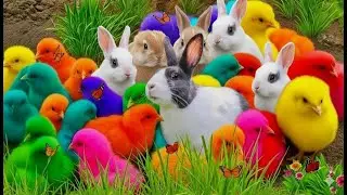 World Cute Chickens, Colorful Chickens, Rainbows Chickens, Cute Ducks, Cat, Rabbits,Cute Animals🐤🐣🦆🐟
