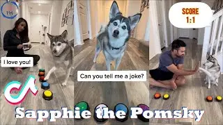 Funny Dog Tik Toks 2023   Best  sapphie the pomsky  TikTok Videos  Part 2  part 4