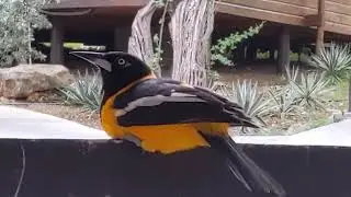 Carib grackle, Curacao