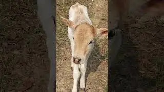 Baby cowboy