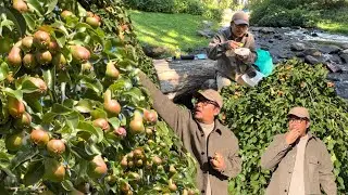 SOBRANG DAMI!!! PERAS AT MANSANAN ANG LALAKI NA! FREE PICKING, HARVESTING AND EATING PEARS & APPLES!