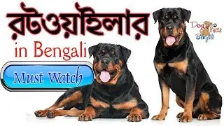 Rottweiler Dog Facts in Bengali | Rott Dog Facts in Bengali | Dog Facts Bengali | Most popular dogs