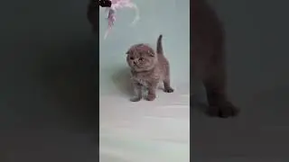 Brooklyn Blue Scottish Fold Male Kitten Available Now | Purebred Kitties