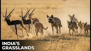India&rsquo;s Forgotten Serengeti &ndash; The Grasslands Where Every Species Fights to Adapt