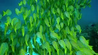 barracuda fish || barracuda attack shark || barracuda attacks fish