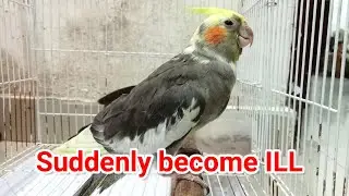 काकाटेल अचानक बीमार हो गया | My Female Cockatiel Suddenly Got Sick