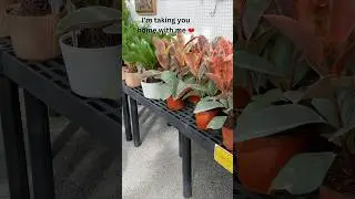Plant shopping adventure 🌱 #houseplants #lehighvalleypa #shorts