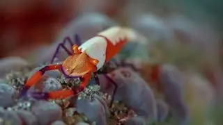 Emperor shrimp - The Hitchhiker