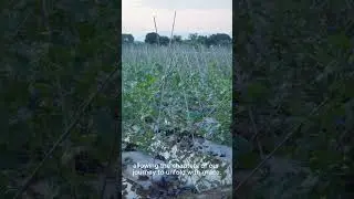 tapestry of life #shortvideo #journeytosuccess #resilience