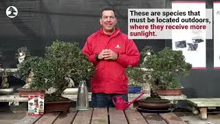 Mistral Bonsai - Grundl&auml;ggande sk&ouml;tsel f&ouml;r din bonsai utomhus