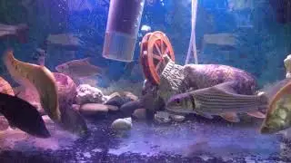 Golden Chitala (Knife Fish) /Golden Ikan Belida