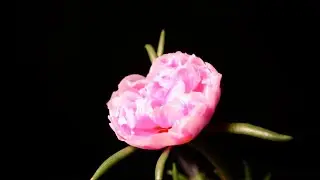 Blooming Flowers Timelapse | Compilation