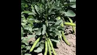 comment planter les f&egrave;ves