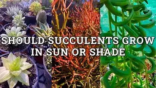 Should Succulents Grow In Shade Or Sun
