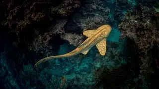 Scuba Diving Tonga Ha'apai ,Matafonua