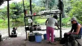 Jungle Family Life