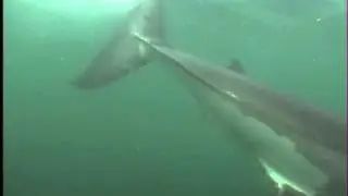 Shark Cage Diving / Diving Shark Alley