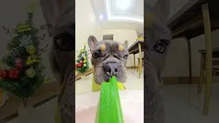 ADORABLE PUPPY MUNCHING OKRA | Crunch Sound #dogs #mukbang #shorts #ASMR