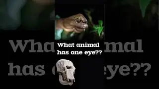 #cyclops? #oneeye #animal #yt #facts #shortsviral #shortsfeed #nature #shortsvideo #biology #shorts