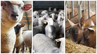 Ovicap, le p&ocirc;le petits ruminants de Cavac !