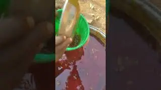 How palm oil is processed locally.