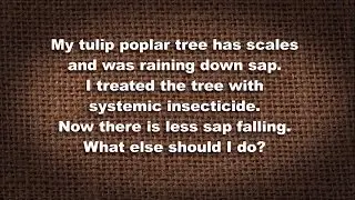Q&A &ndash; I treated my tree with a systemic insecticide. What do I do now?