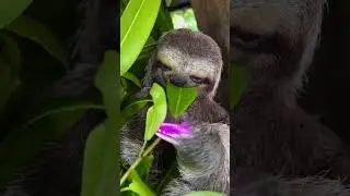 Why Are SLOTHS Qre So Slow