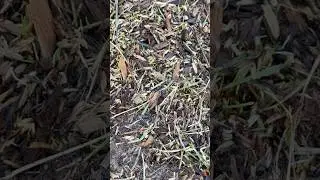 Prepping for green grass in the Texas winter