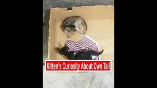 Kitten Baby Cat Is Curious About Her Own Tail. Fascinating Pets #shorts #curiouscat #fascinatingpets
