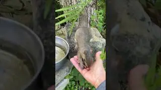 I Love it When the Squirrels Come Running to Eat #feedingsquirrels #wildlife #cuteanimals