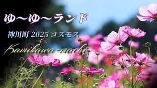 【コスモス2025】神川ゆ～ゆ～ランドコスモスを2025年10月9日 撮影 4K　埼玉県児玉郡神川町小浜