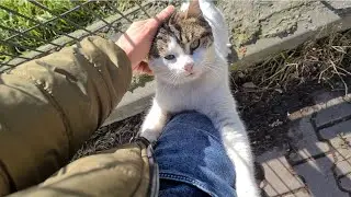 Poor Hungry Cat hugging my leg wants food from me.