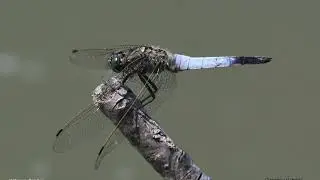 Libellule campioni di volo acrobatico