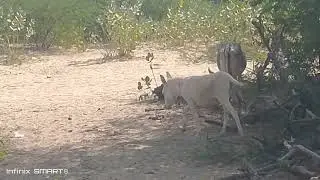Donkey mating viral video 