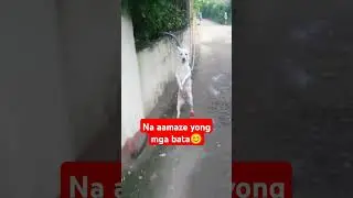Amazing Dog😊 #hiluxdog #doglover #aspin #ilokano #funny #aspins #ytshorts
