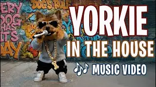 Yorkie in the House - Music Video