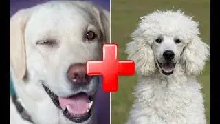 Top 10 Amazing Labrador Mix Breed Dogs