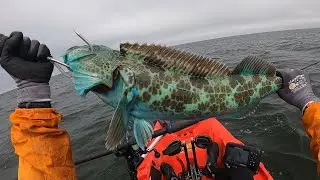Lingcod Fishing at Pedro Point Pacifica: Where are you, Salmon ?