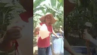 How to apply fertilizer in summer season. #fertilizer Application 
