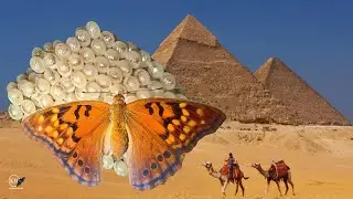 THIS BUTTERFLY BUILDS AN EGG PYRAMID   THE TAWNY EMPEROR