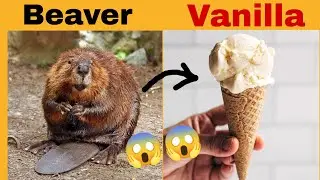 vanilla flavour kaise banta hai in hindi.......? 😱😱😱