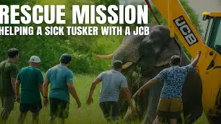 Rescue Mission: Helping a Sick Tusker with a JCB | Heart-Touching Wildlife Moment in Sri Lanka