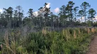 Various Tall Grasses & Plants & Pine Trees on Dirt Road at Black Hammock Wilderness Area! Oviedo 
